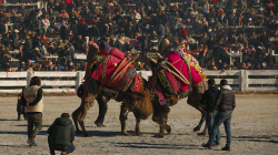 Mundja e deveve, sporti atraktiv i Turqisë