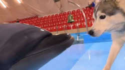 Bëhet viral takimi i parë mes qenit dhe delfinëve