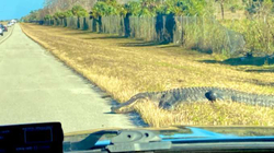 Aligatori gjigant bllokon autostradën pasi del e ecë në mes të saj