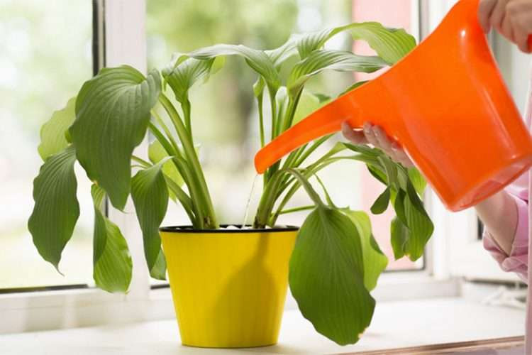So verwenden Sie Apfelessig fr Blumen zu Hause  KOHA.net