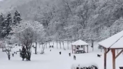 Komuna e Prishtinës njofton se po trajtohet një numër i qenve endacakë rreth Parkut të Gërmisë