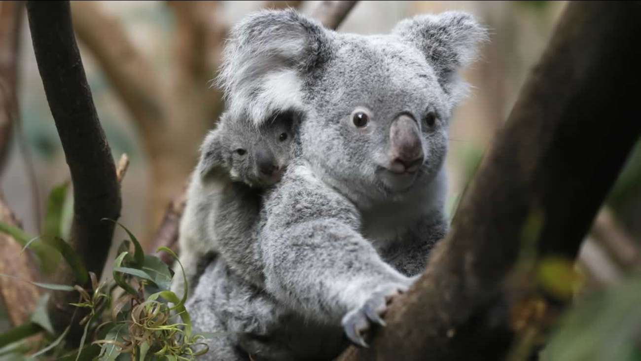 Australia ndan 35 milionë dollarë për t’i mbrojtur koalat