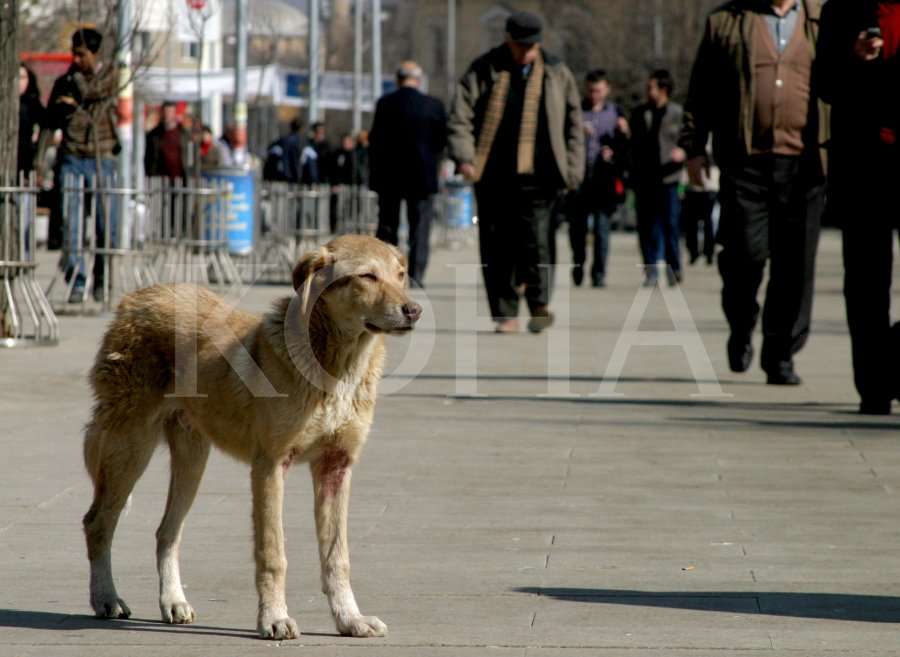 Komuna nis trajtimin e 700 qenve endacakë, iniciative vlerësohet si e pamjaftueshme