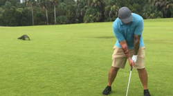 Amerikani luan golf në Florida derisa një aligator qëndron pak metra prapa tij
