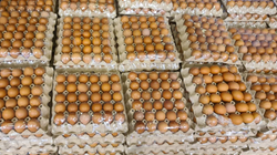 AUV-i në Ferizaj asgjëson mbi 18 mijë vezë pa vula