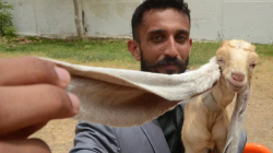 Keci me veshët e jashtëzakonshëm bëhet yll në Pakistan