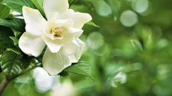 Mbjellja dhe kujdesi për lulen gardenia