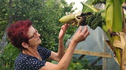 “Këmbëngulja boshnjake” bën që banania të rritet në Bosnjë-Hercegovinë