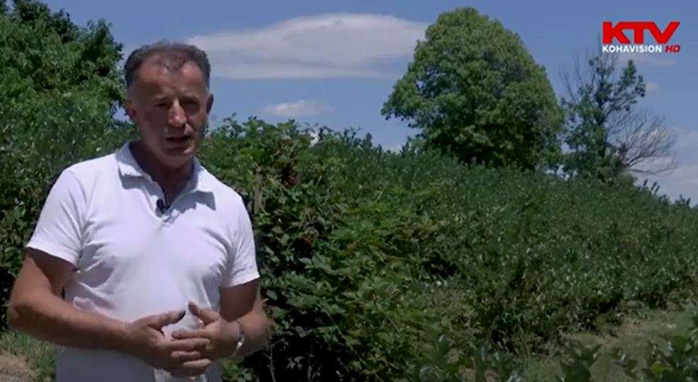 Profesori nga Gjakova, i cili e ka pasion bujqësinë