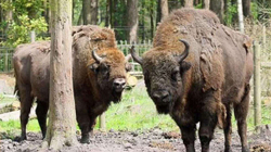 Britanikët “mbushin” fshatin me bizonë për ta ngadalësuar ngrohjen globale