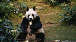 Vdes panda mashkull më i vjetër në botë