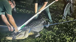 Kapet në Florida aligatori disametërsh
