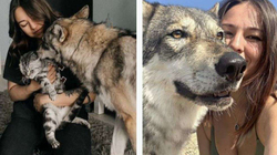 Bëhet virale 31-vjeçarja që adoptoi ujkun gri