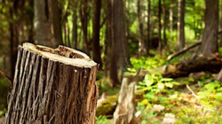 Vdiq një person në Deçan gjatë prerjes së drunjve në pyll