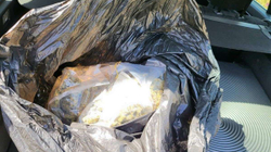 Sekuestrohen 18 kg marihuanë në Prizren