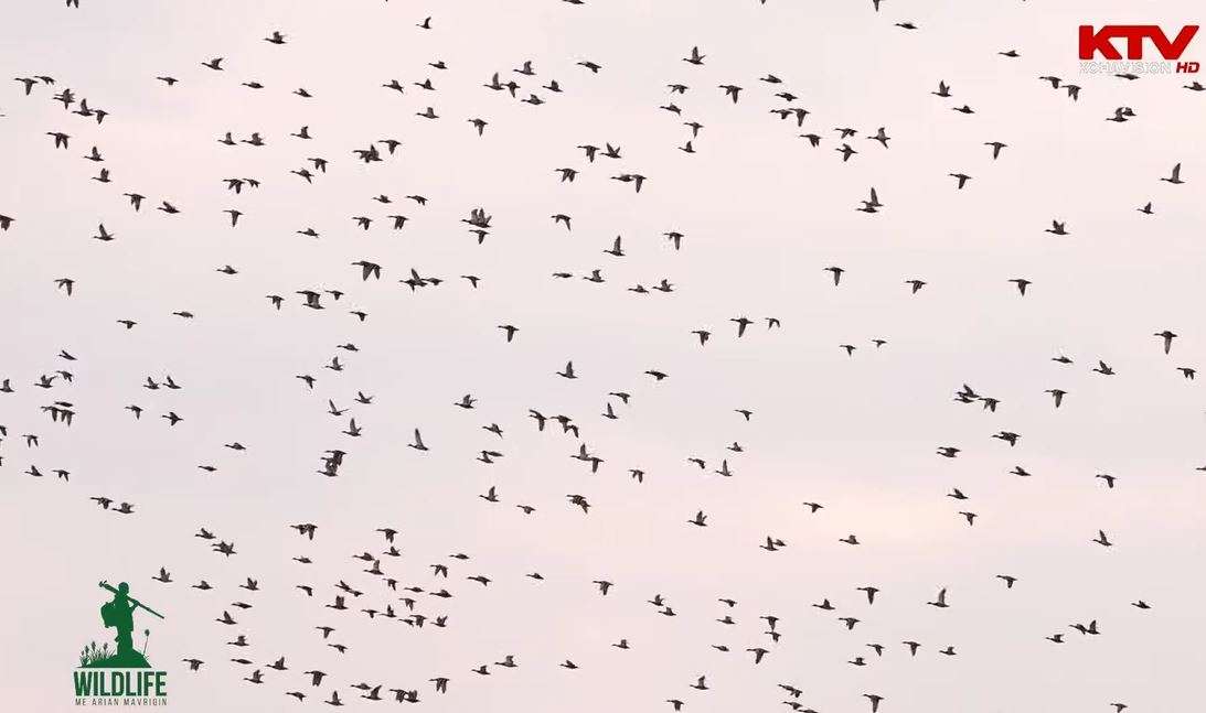 “Wildlife” me Arian Mavriqin - Shtegtarët, Pjesa I