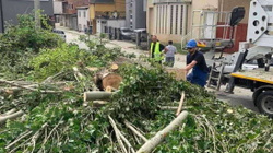 Komuna e Prishtinës nis heqjen dhe krasitjen e druve të dëmtuar