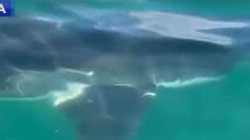 Bëhen virale pamjet e peshkaqenit tetë metra i gjatë në SHBA