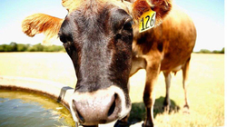 Zelanda e Re planifikon t’i taksojë fermerët për gogësimat e lopëve