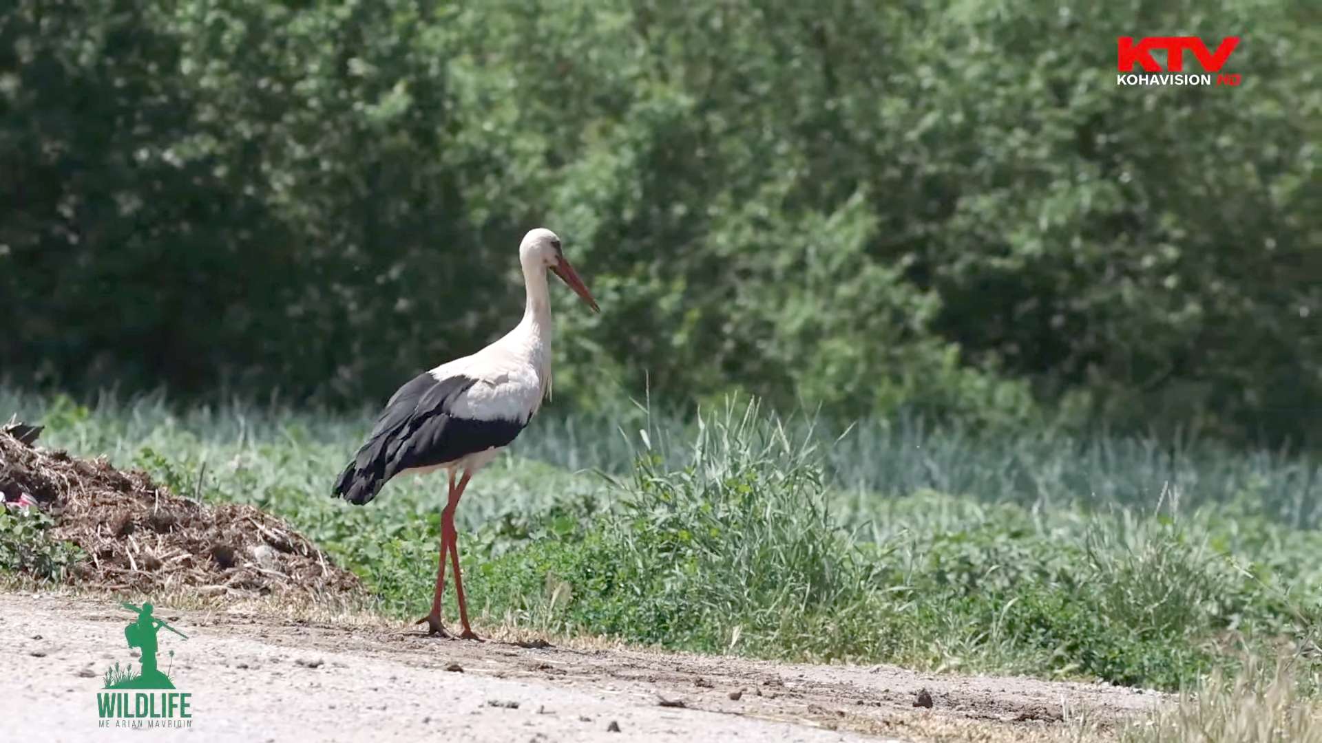 “Wildlife” me Arian Mavriqin - Shtegtarët, Pjesa II
