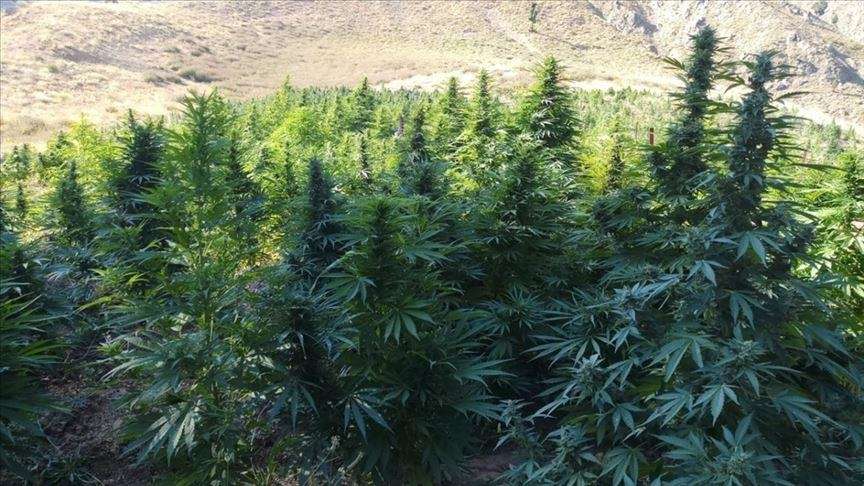 Tajlanda, vendi i parë aziatik që legalizon kultivimin e kanabisit