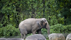 Elefanti e goditi kufomën e gruas që e mbyti ditë më parë