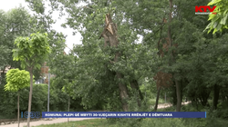 Komuna e Prishtinës: Plepi që mbyti 30-vjeçarin i kishte rrënjët e dëmtuara