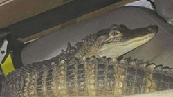 “Arrestohet” një aligator në SHBA