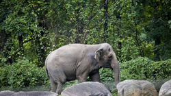 Gjykata e New Yorkut vendos se elefanti nuk është njeri