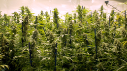 Kapen 35 bimë kanabis sativa në shtëpinë e një qytetari në Skenderaj
