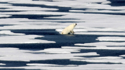 Zbulohen arinjtë që mbijetojnë ndryshimin klimatik