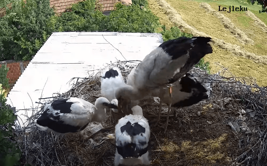 LIVE: Jeta e familjes së lejlekëve të bardhë