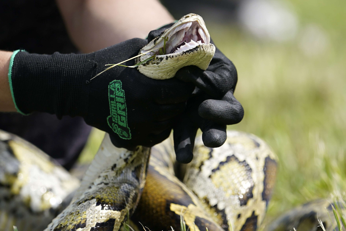 Un python de 5 mètres de long et pesant 98 kg est capturé aux USA