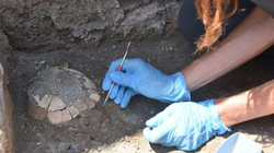 Arkeologët gjejnë breshkën shtatzënë nën gërmadhat 2000-vjeçare të Pompeit