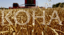 OKB: Çmimet e ushqimit mund të rriten nga 8-20% si pasojë e luftës në Ukrainë