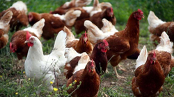 Shqipëria konfirmon rastin e parë të gripit të shpendëve