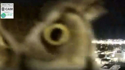 Bëhet virale videoja me bufin që doli para kamerës në SHBA