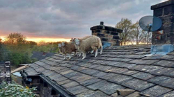 Pesë dele bllokohen në një çati në Angli
