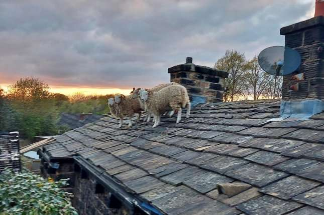 Pesë dele bllokohen në një çati në Angli