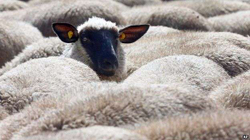 1 vit burgim dhe 900 euro gjobë pejanit që vodhi tri dele, dy qura dhe 10 pula