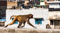 Ndërpritet gjyqi për vrasje në Indi pasi një majmun ka vjedhur provat