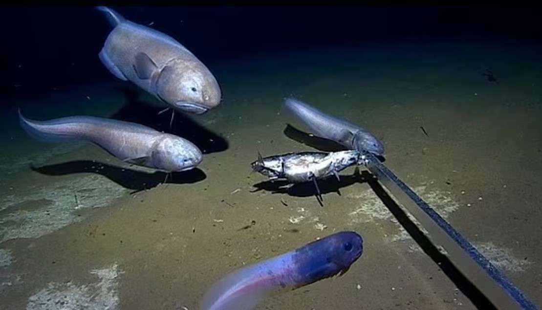 Peshku me fytyrë të pikëlluar i zbuluar në Oqean Indian