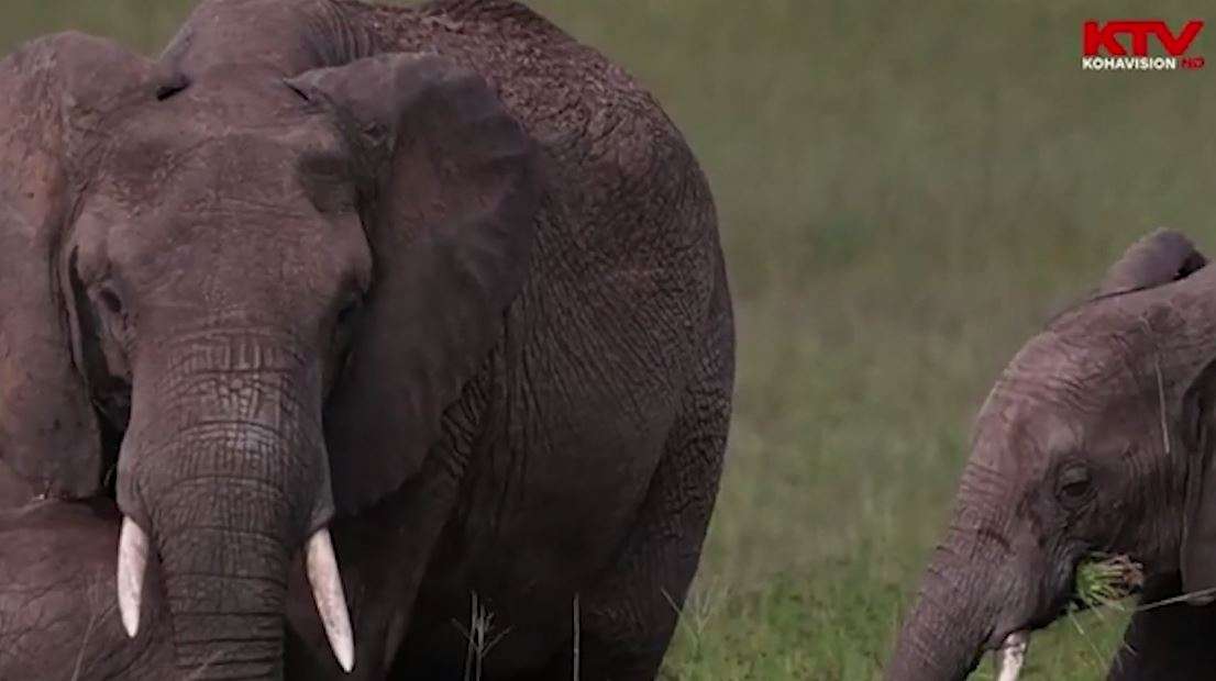 Çfarë kishte të veçantë në Afrikë që u pa vetëm një ditë dhe asnjëherë më?