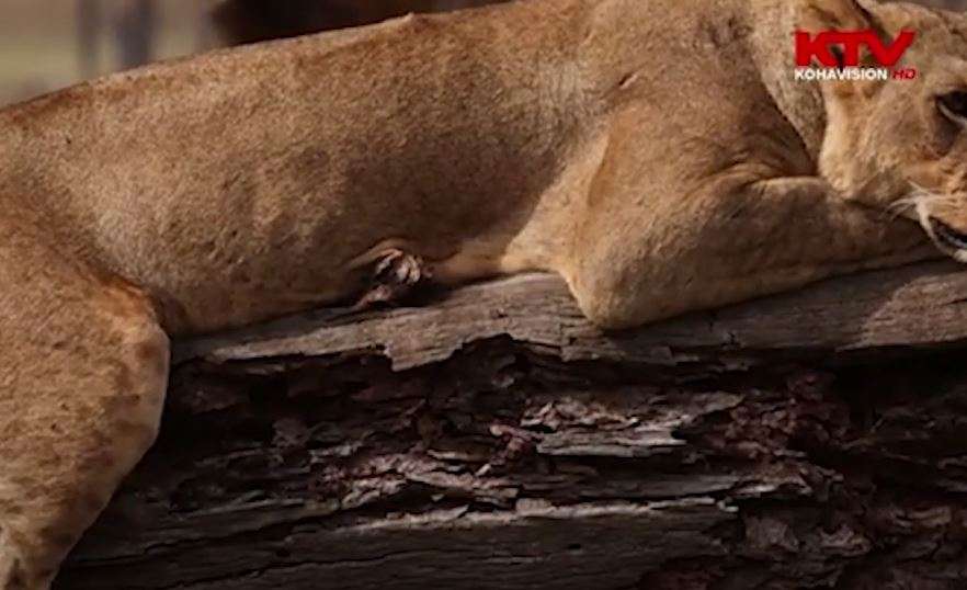 Pamje fantastike të shkrepura në Afrikë