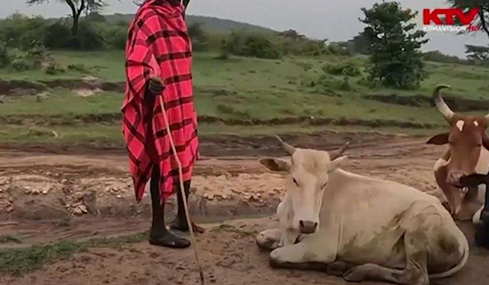 Nuk duhet t'i humbisni këto pamje në Afrikë