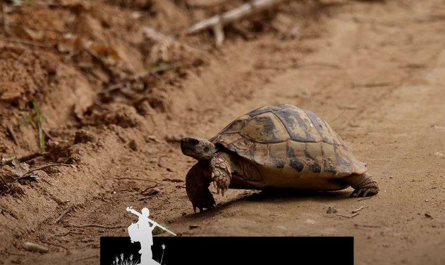 Wildlife me Arian Mavriqin - Afrika, pjesa I