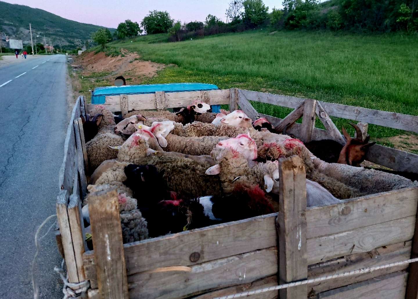 Kapen 100 dele të kontrabanduara në dy fshatra të Kosovës