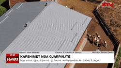 Gjarpërinjtë sulmojnë bagëtitë në Kamenicë, mungon serumi ndaj helmimit të kafshëve