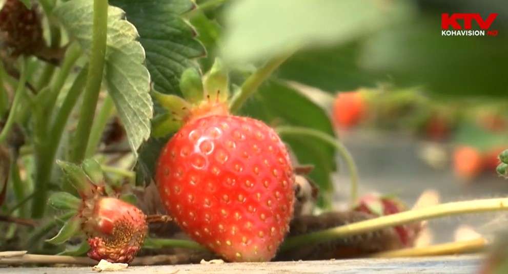 dredhza serra Shtime