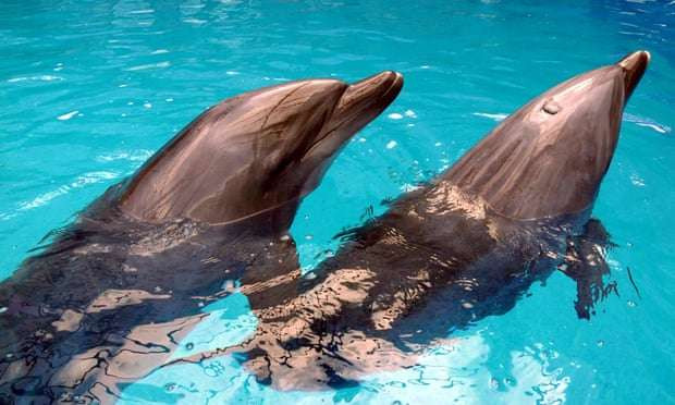 Delfinët mund ta njohin njëri-tjetrin përmes urinës